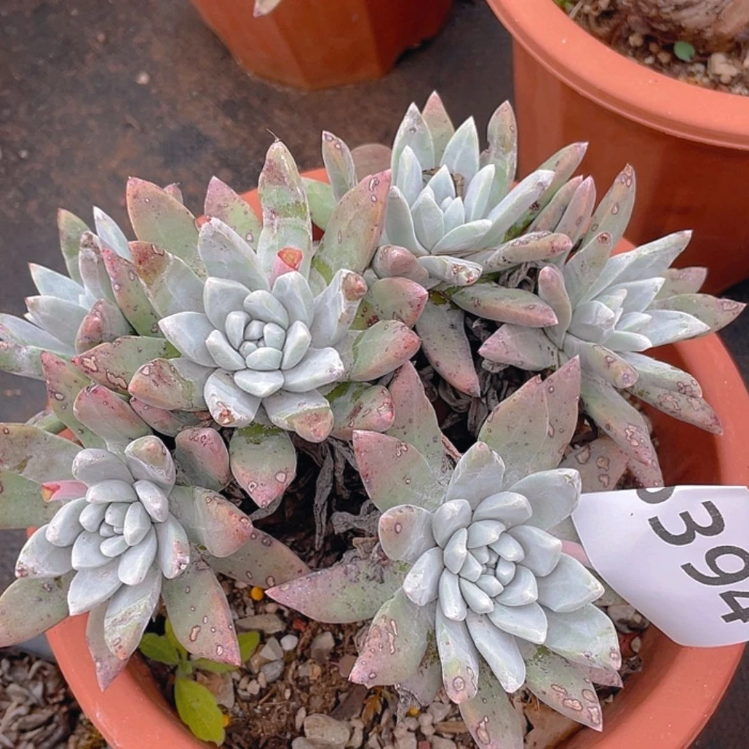 【闪购商品】苹果叶杂