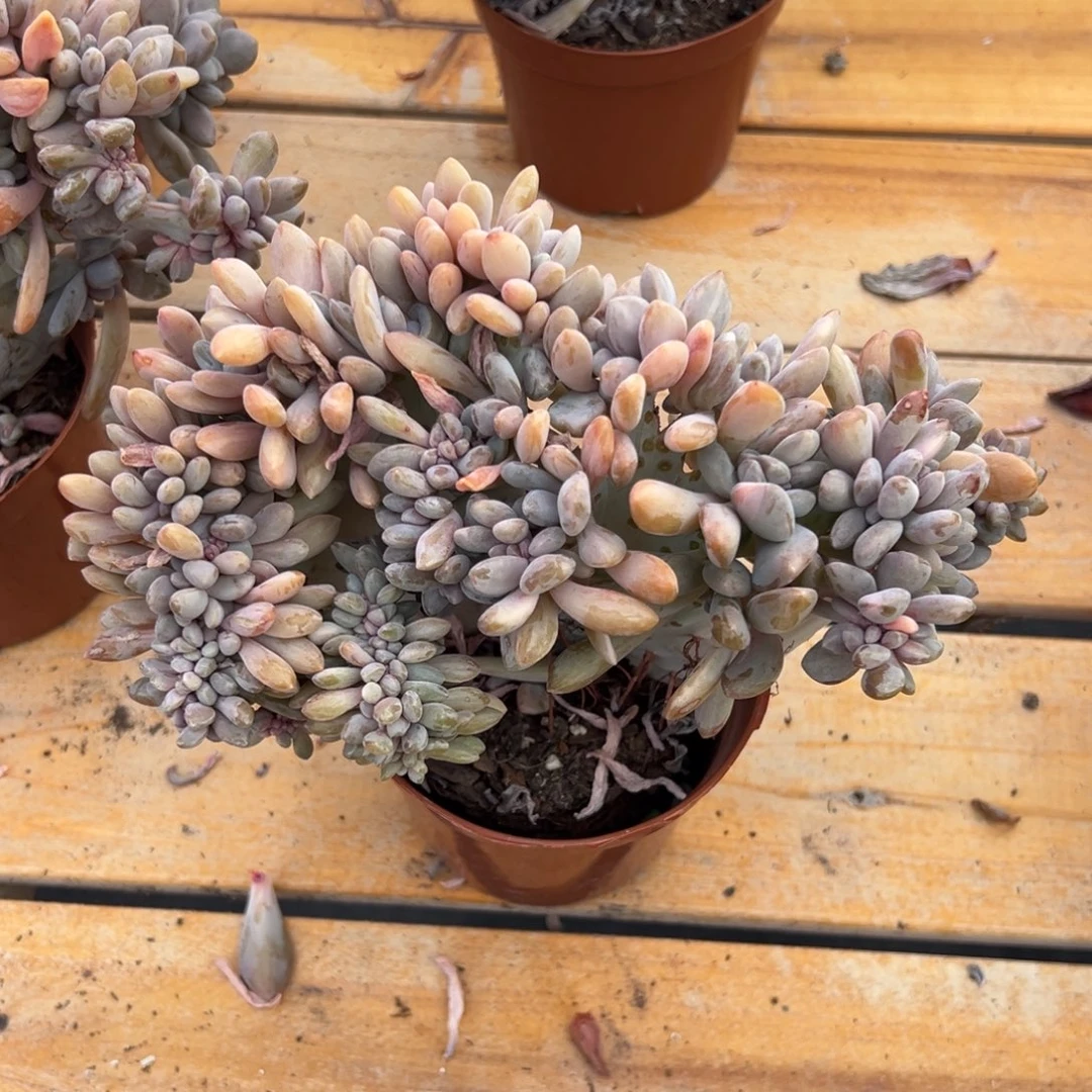 多肉醉美人锦缀【非偏远地区满18包邮】