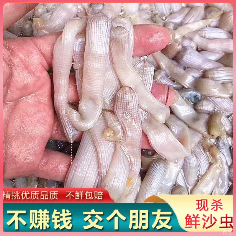 东山岛沙虫生冻新鲜活冻泥虫鲜活沙蚕去肚去沙海肠子方格星虫海鲜
