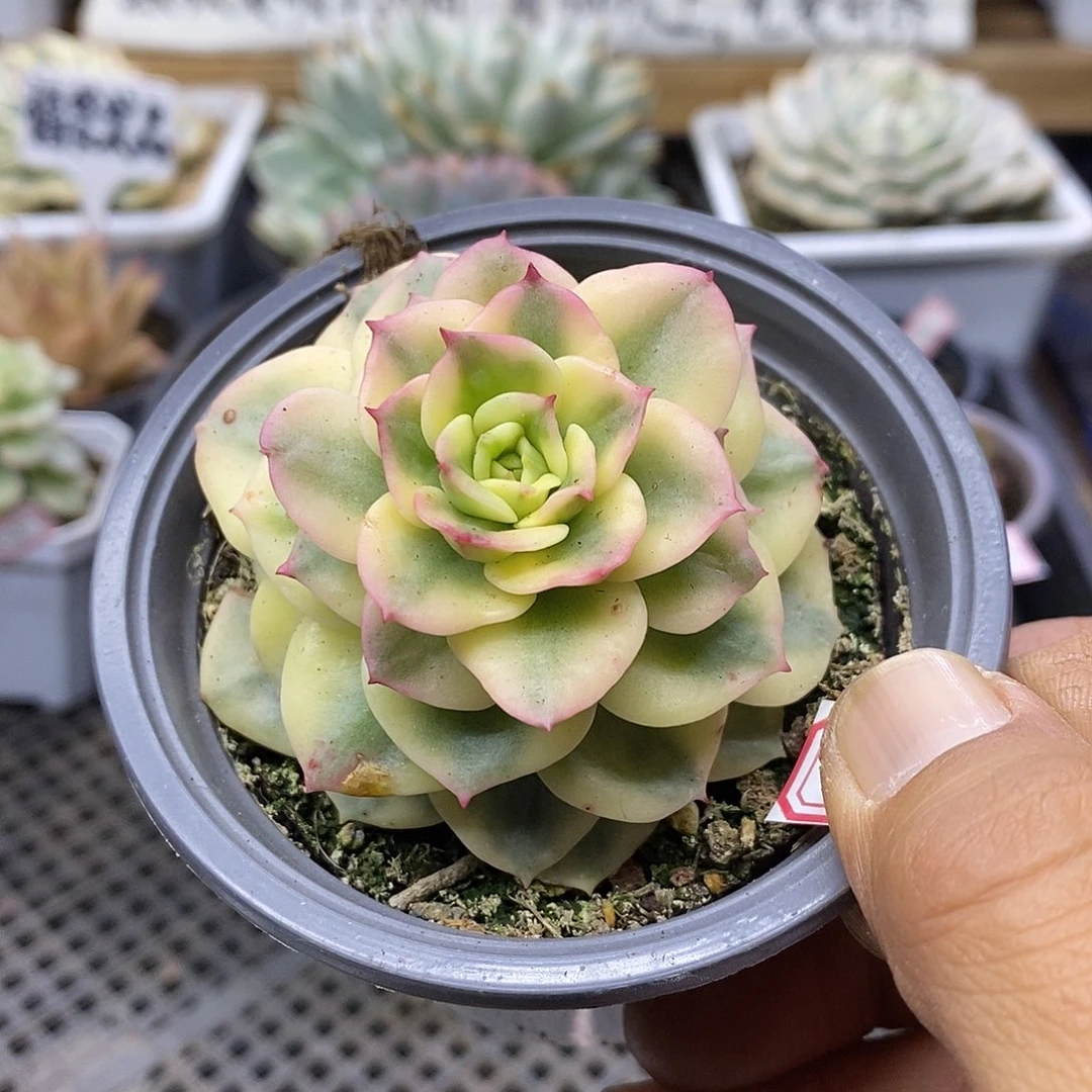 2620 蜡牡丹白覆轮锦