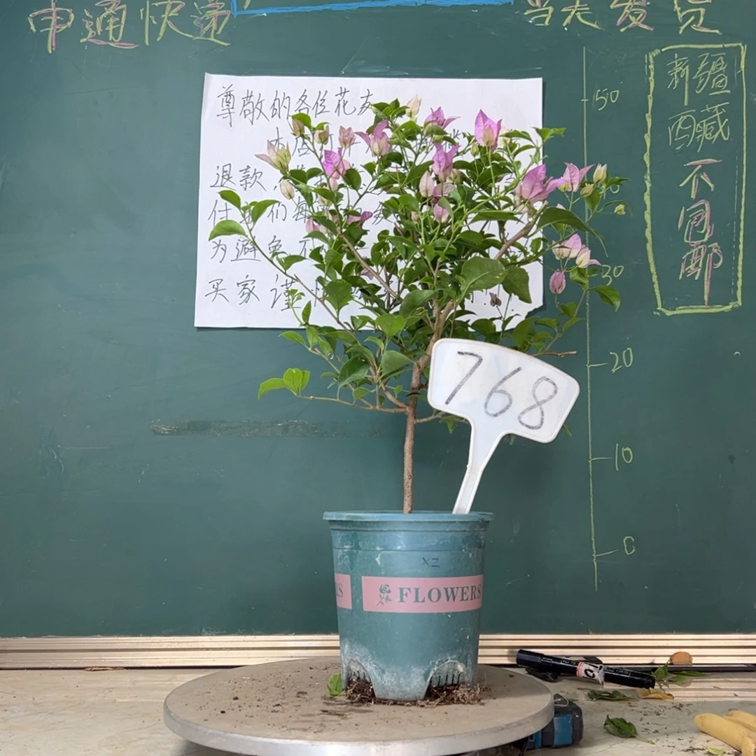 当前无花栽培后可以开花雪紫768