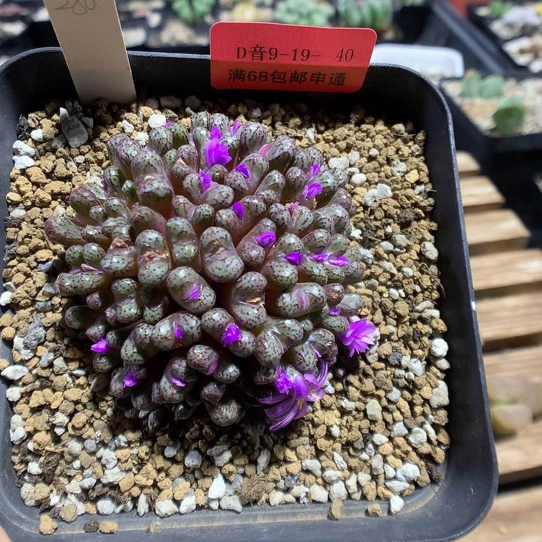 9-19-40 小飞一群特 150
