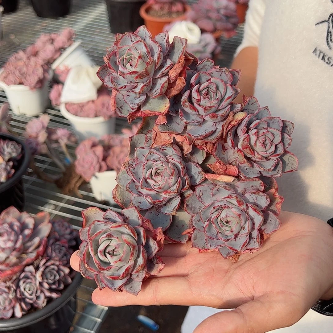 赫拉单头带仔无砍