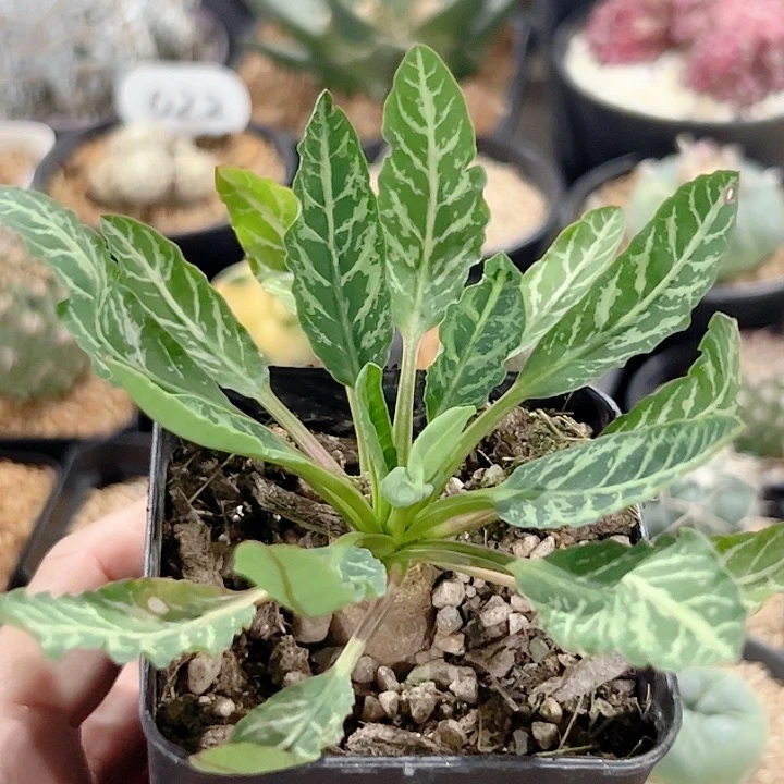 鱼骨大戟仙人球