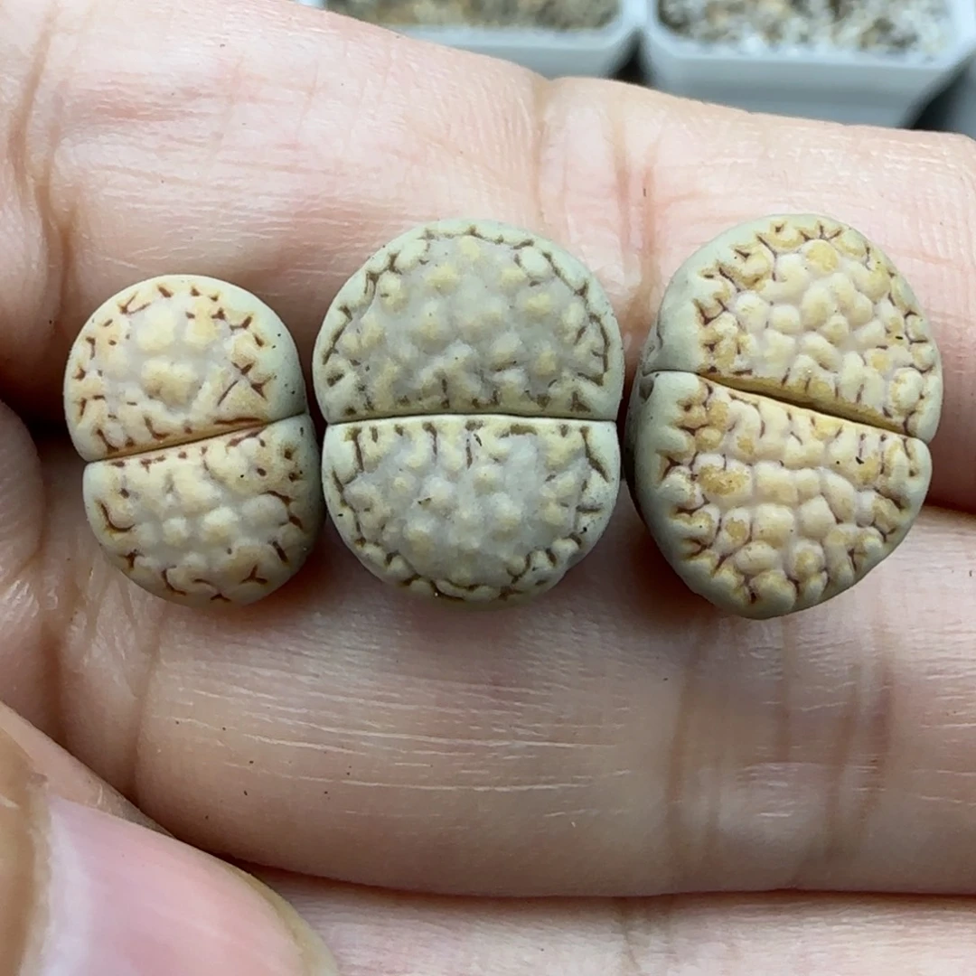 282饼干清框福利30包邮