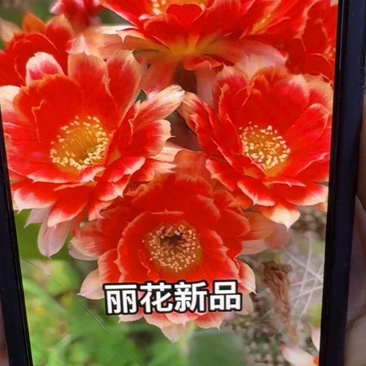 260新品丽花歪3公分左右无根侧牙，20包邮