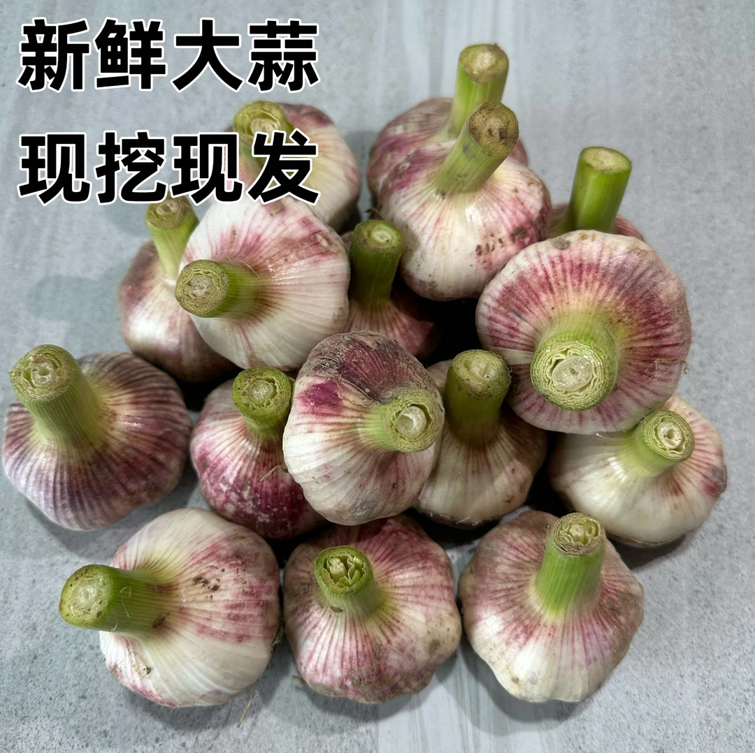 新鲜大蒜现挖现发【净重发货】2025年头茬河南杞县紫皮大蒜可腌糖蒜