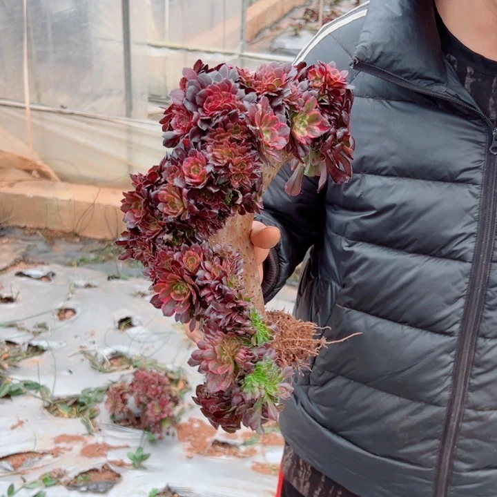 风**雲烟花醉话1号多肉法师