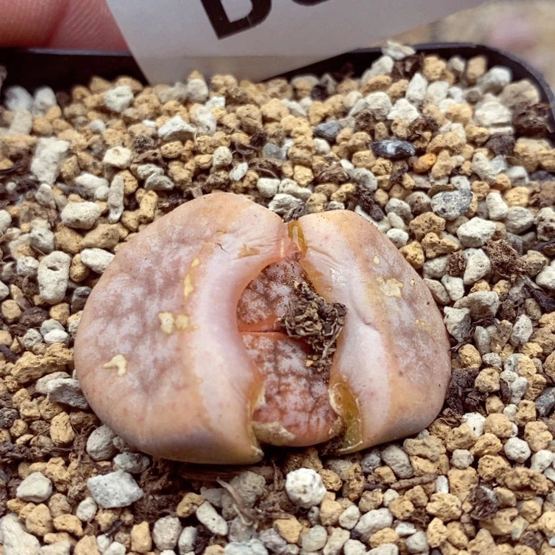 飞*我的小姐姐们都是我的826