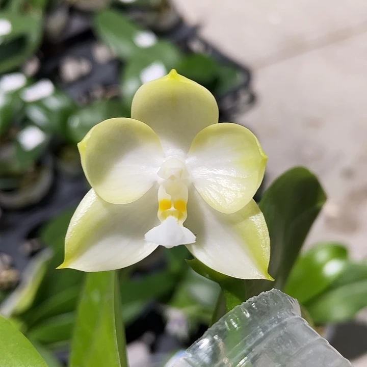 完全开放绿翡翠00 2.8寸带花浓香