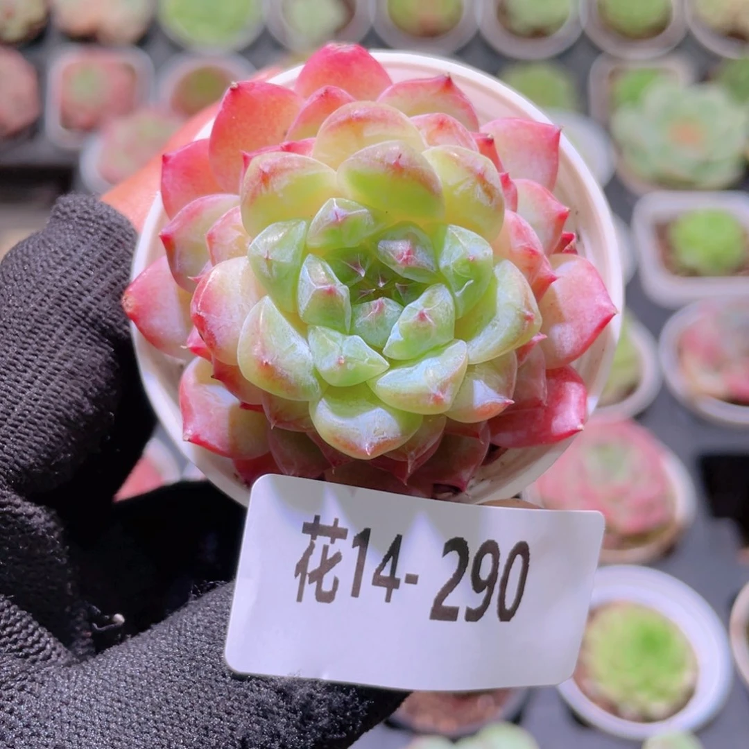 花利美14-390果汁