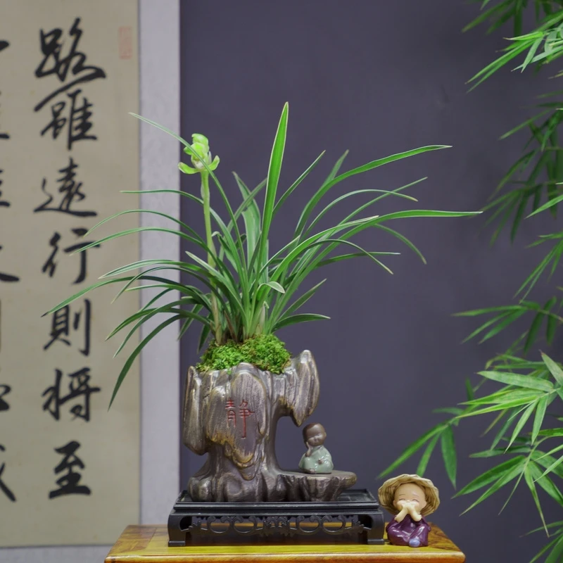 兰花春兰[雪山天]浓香型梅瓣花经典品种带静字陶瓷盆种好
