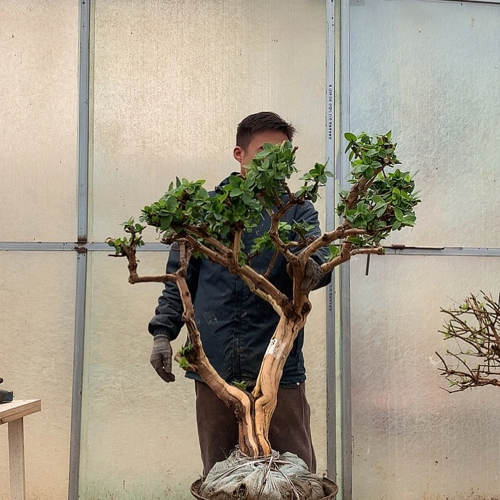 a***o全部花朵金银花25756548965566