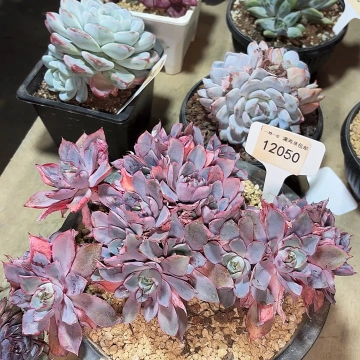 衍赫拉一物一拍12050