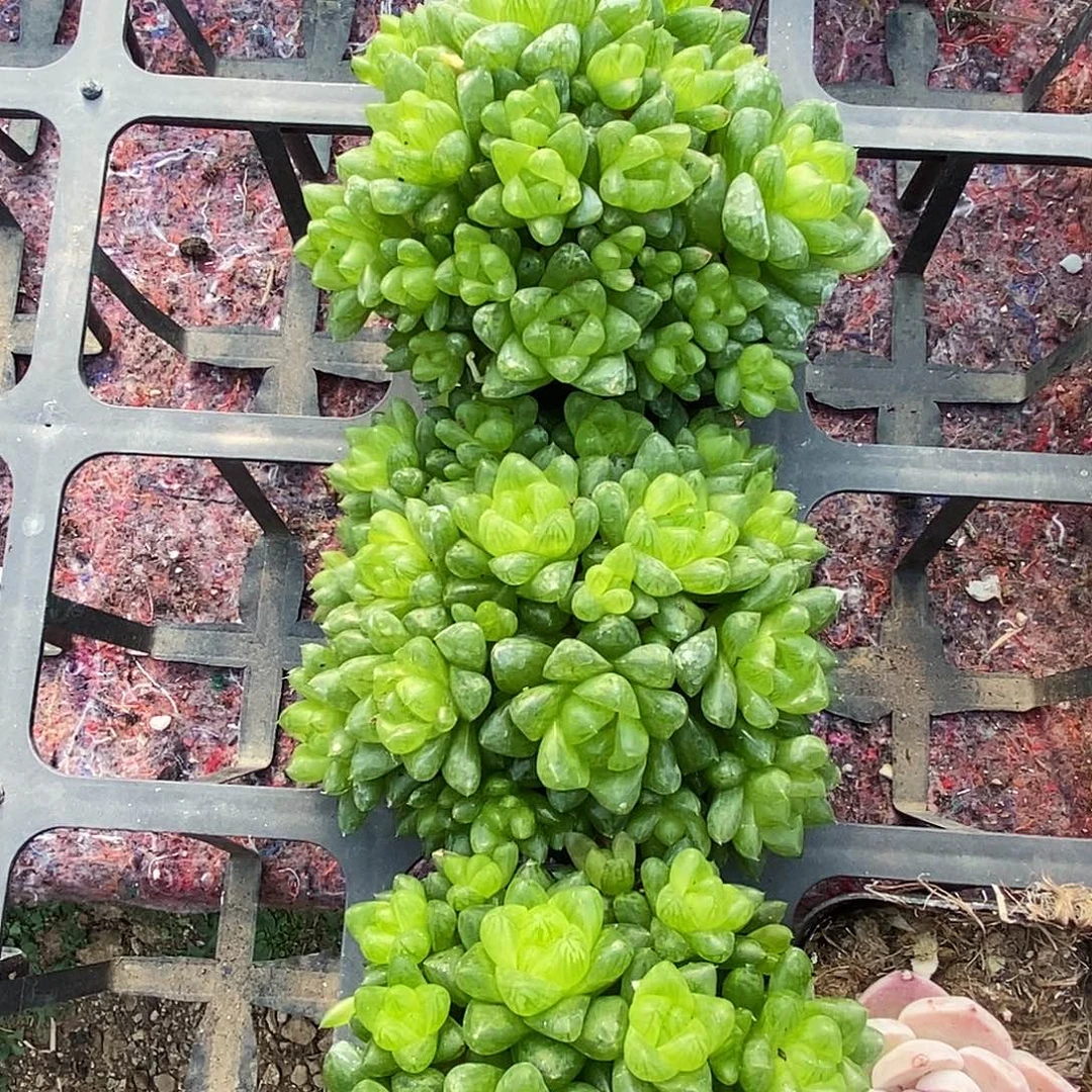 玉露群生三盆满9.9包邮