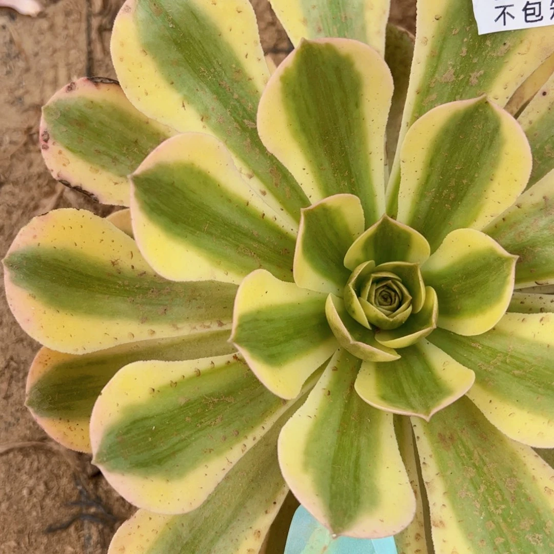 香炉盘白锦多肉植物法师1619