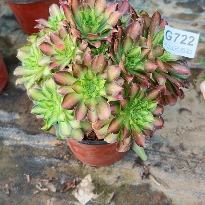 722韶华多肉植物