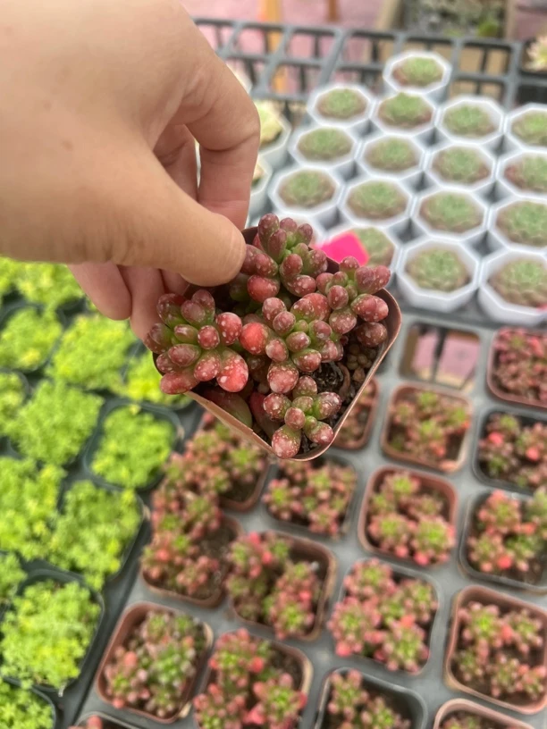 满9.9米包邮虹之玉多肉