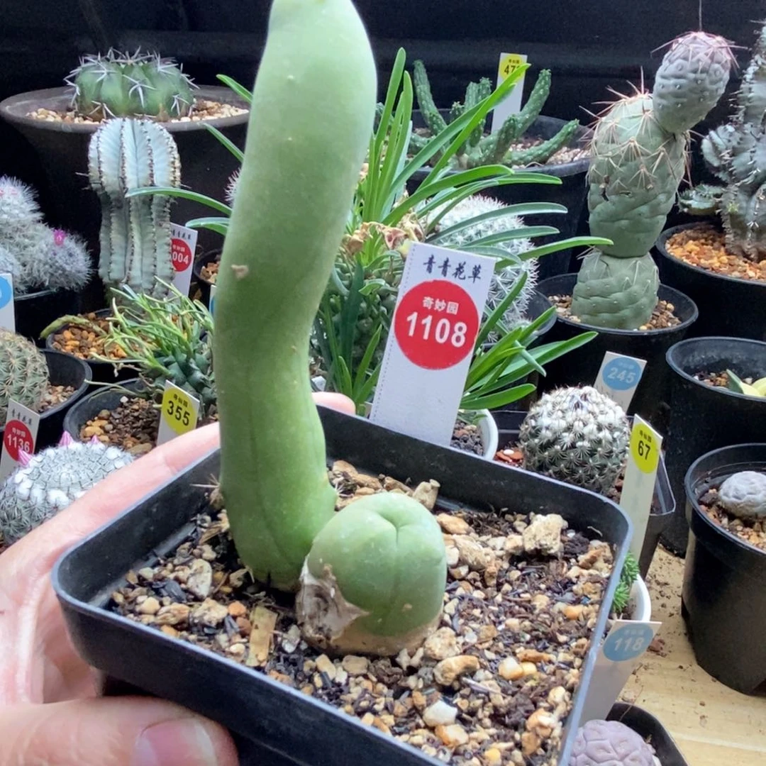 自根双头程程柱一颗