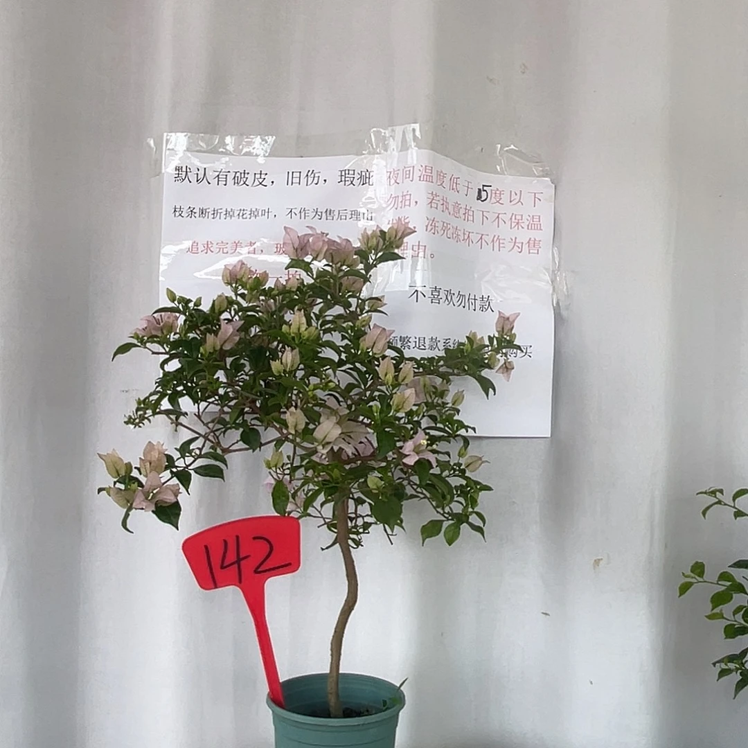 当前无花栽培后可以开花142苹果花，分枝断折无售后