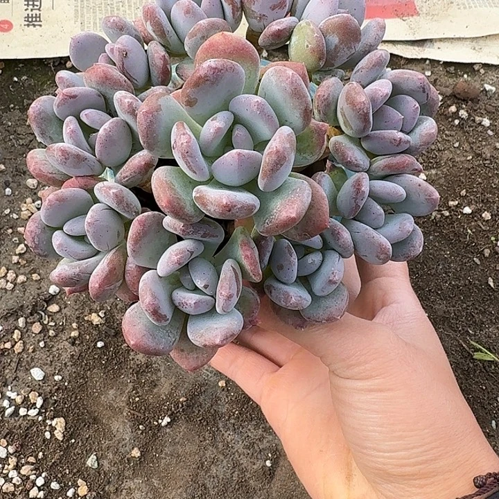 灰姑娘多肉植物的生长