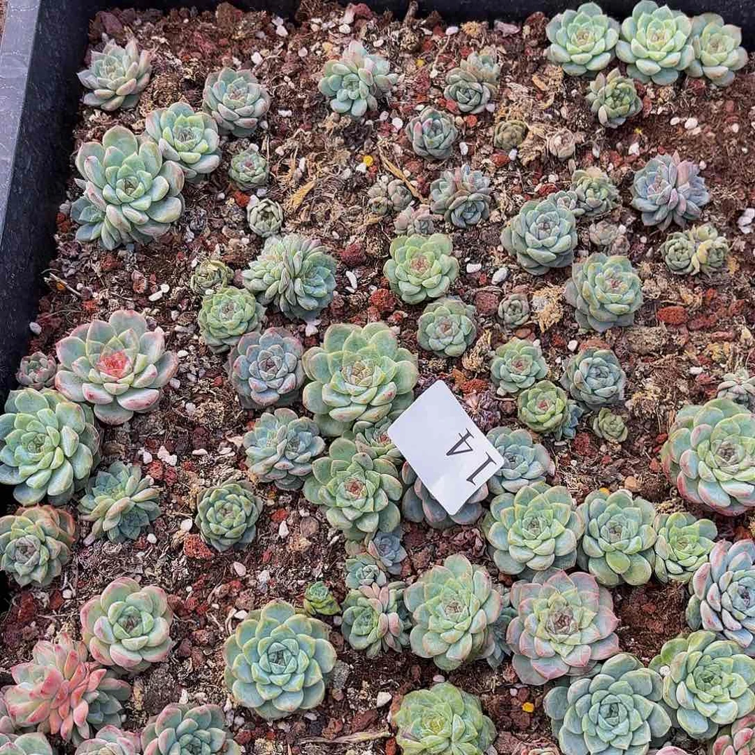 你*猪多肉植物多肉植物14