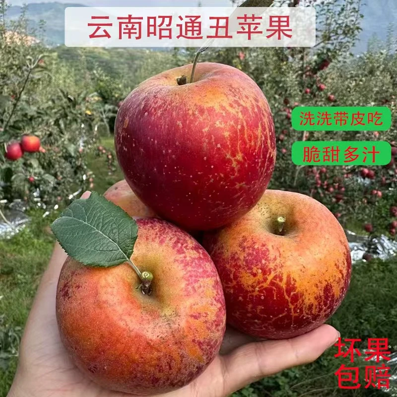 正宗云南昭通丑苹果当季现摘脆甜多汁冰糖心新鲜水果5斤-10斤包邮