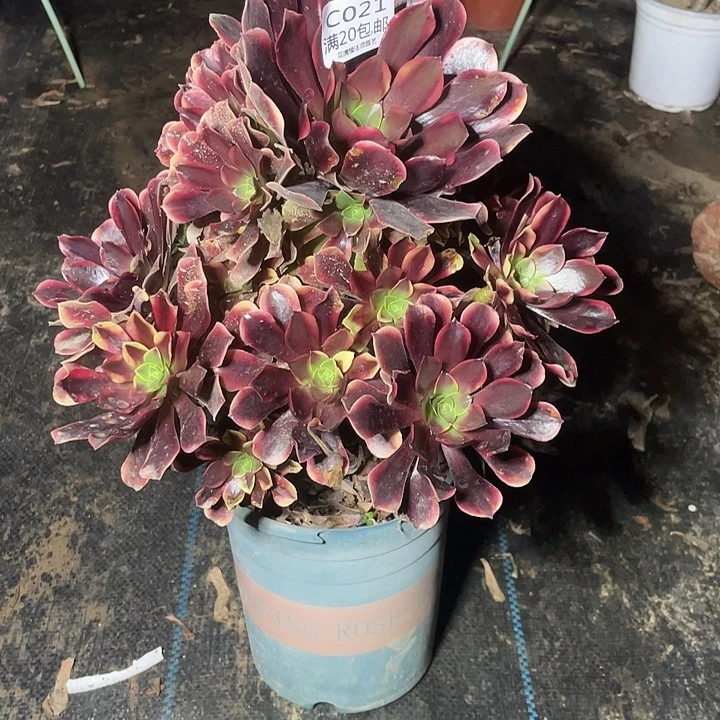 021欧佳丽多肉法师多肉