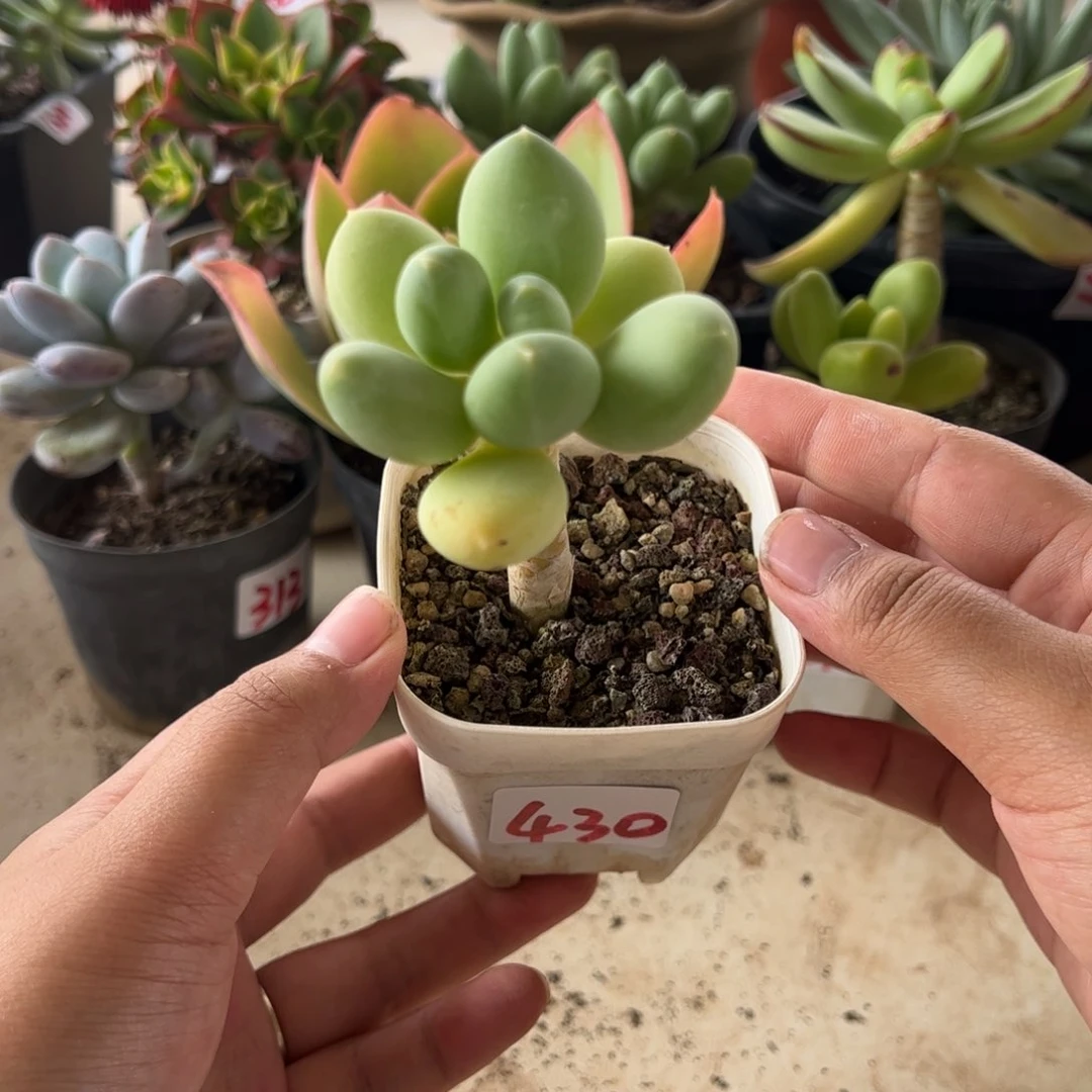 【闪购商品】暗纹芒果。430。111111111