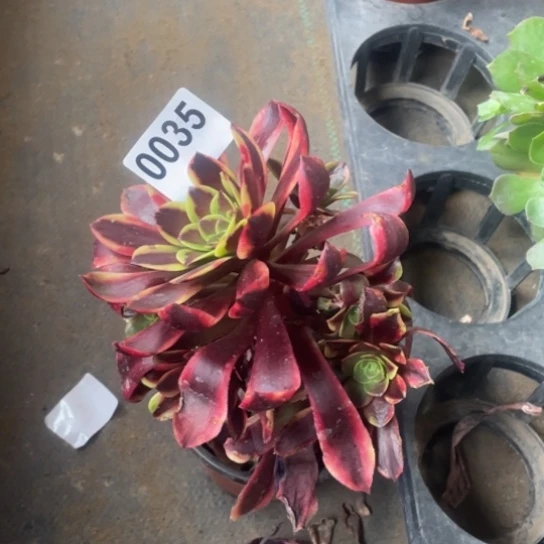 多肉植物0035欧嘉莉