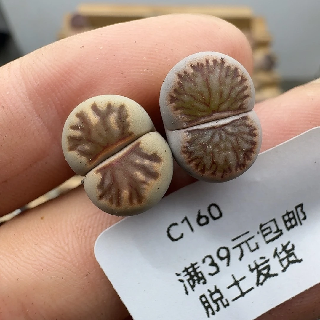 160多肉哈哈哈哈哈哈哈