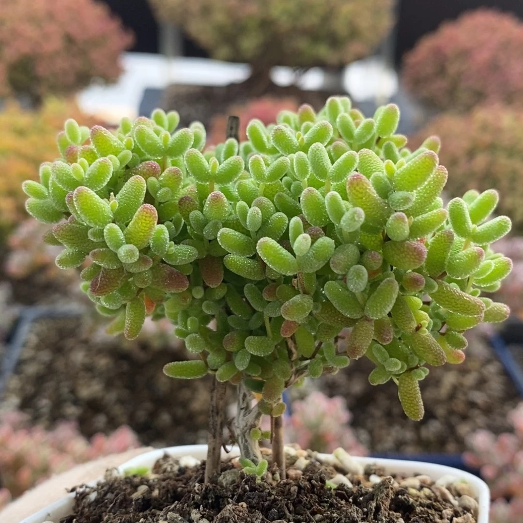 听*蜜橘糖球4084枝干番杏