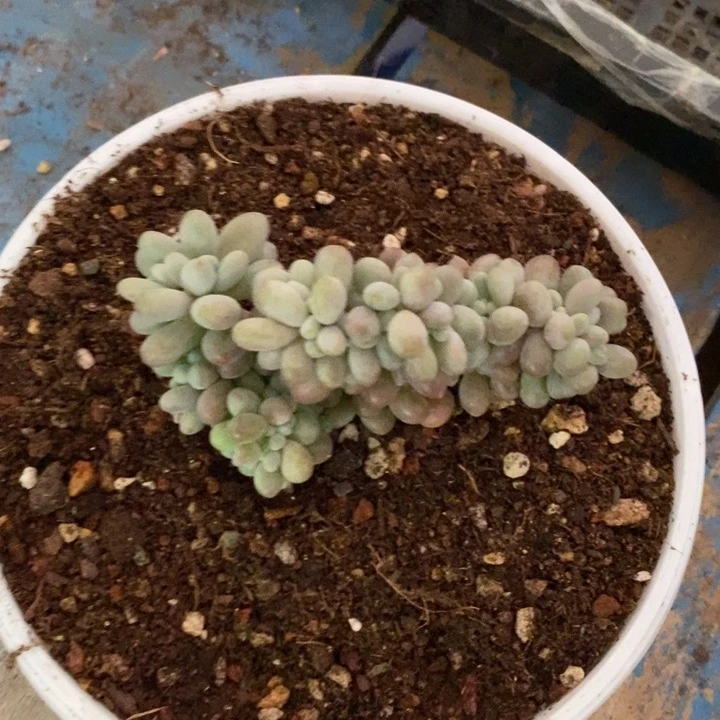 莓***汽 汤圆88888888888