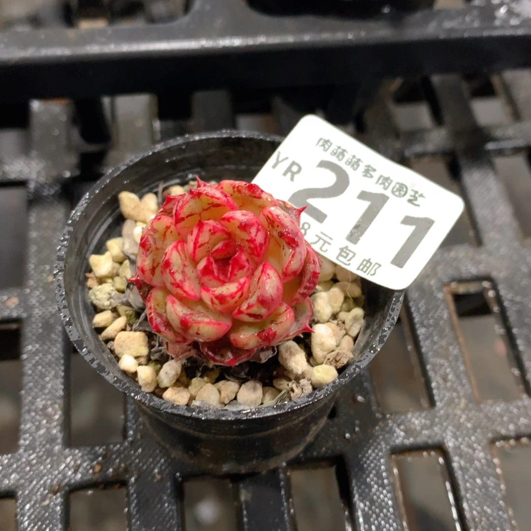 肉萌萌拇指盆精控多肉YR211