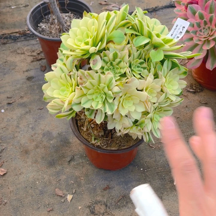 334新你呀断枝法师多肉断枝不售后