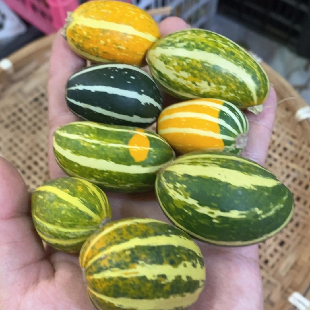 【闪购商品】烤*墨西哥葫芦直播自选