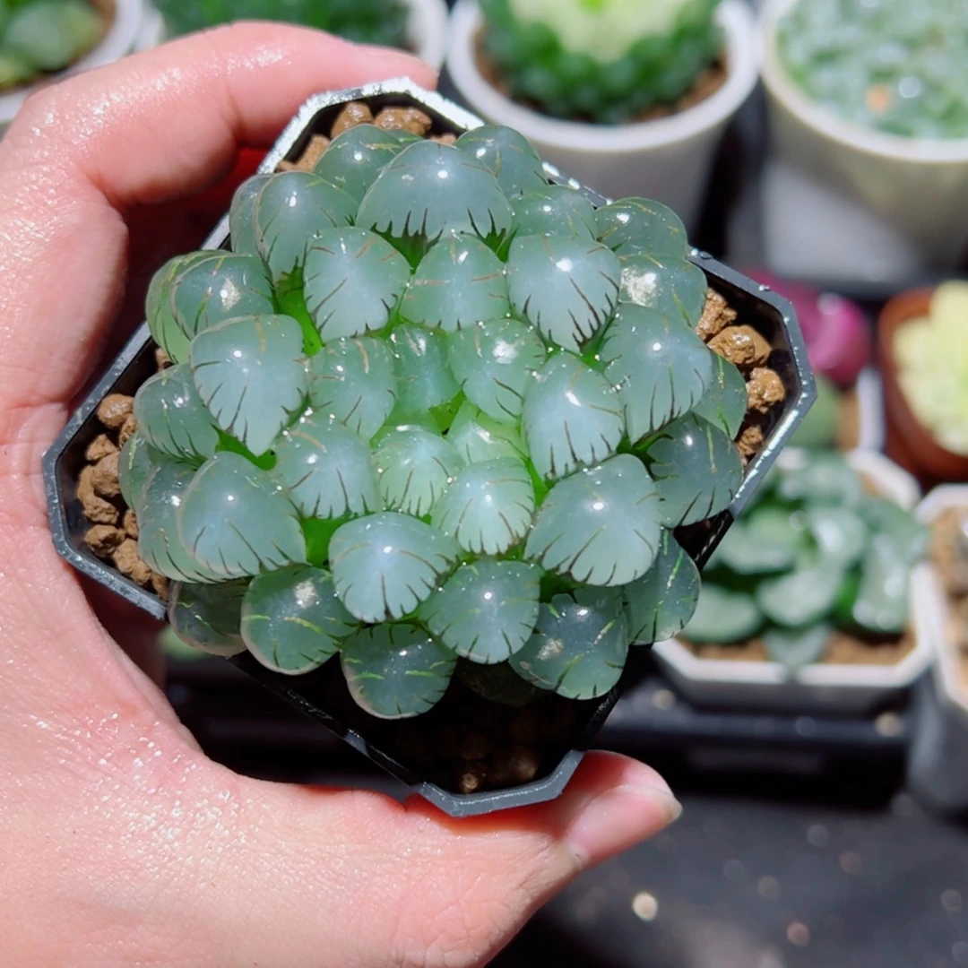 【闪购商品】冰灯玉露