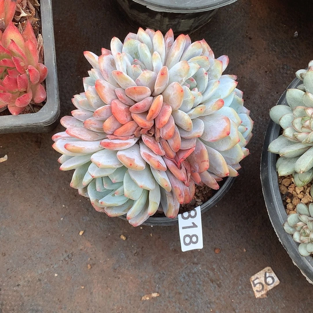 818橙子 一物一拍多肉