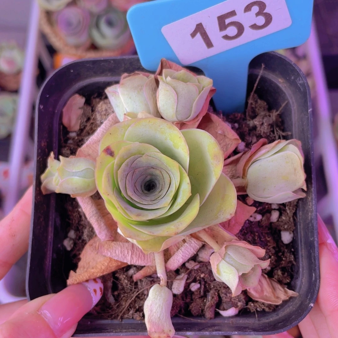 单品一物一拍153号