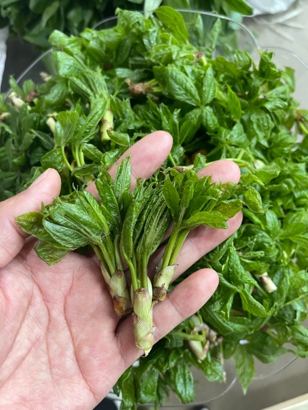 刺五加山菜野生嘎嘎好真空
