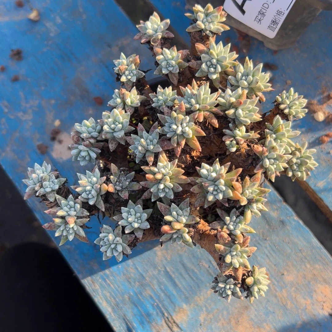 格诺玛白菊～一物一拍945