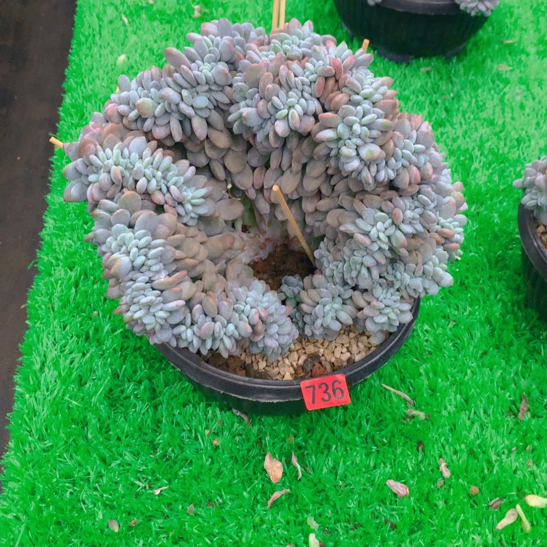 736粉兔111111111111111