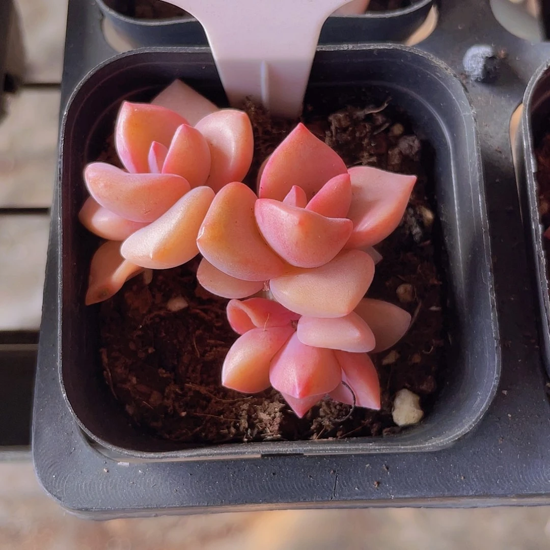 简****彩虹糖w075一物一拍