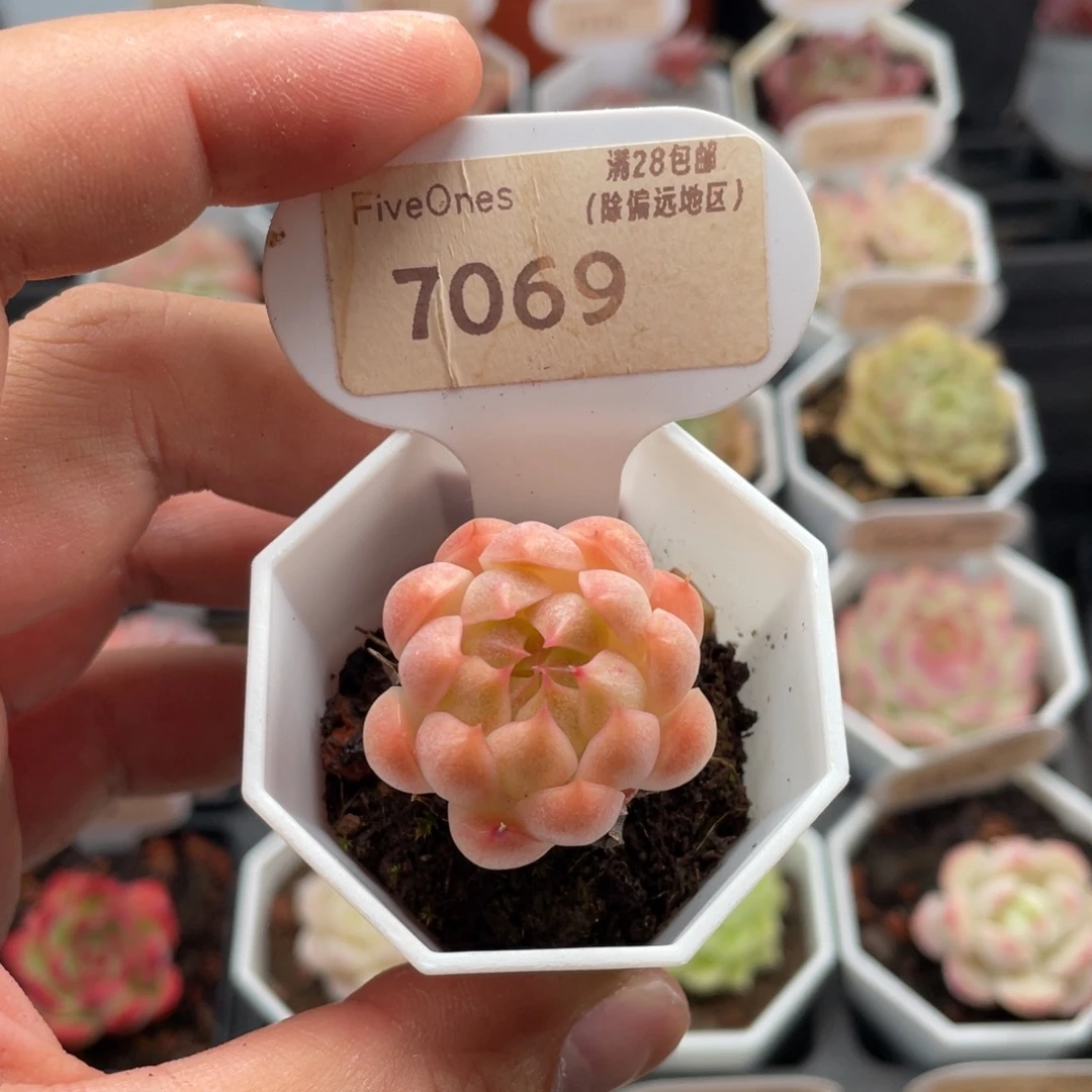 麦秆7069-3.0厘米