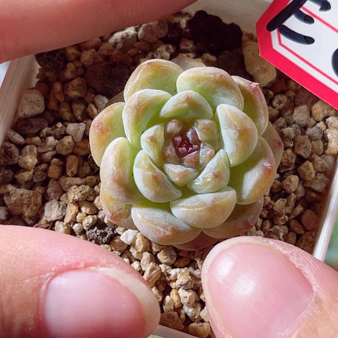 E81 一物一拍 18包邮