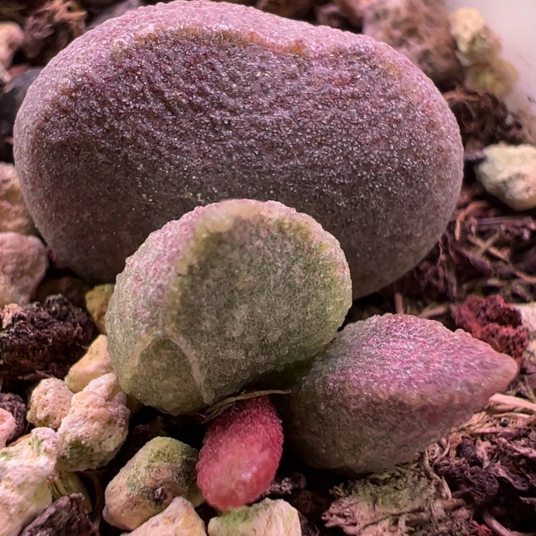 实生新品大苗多肉植物水泡