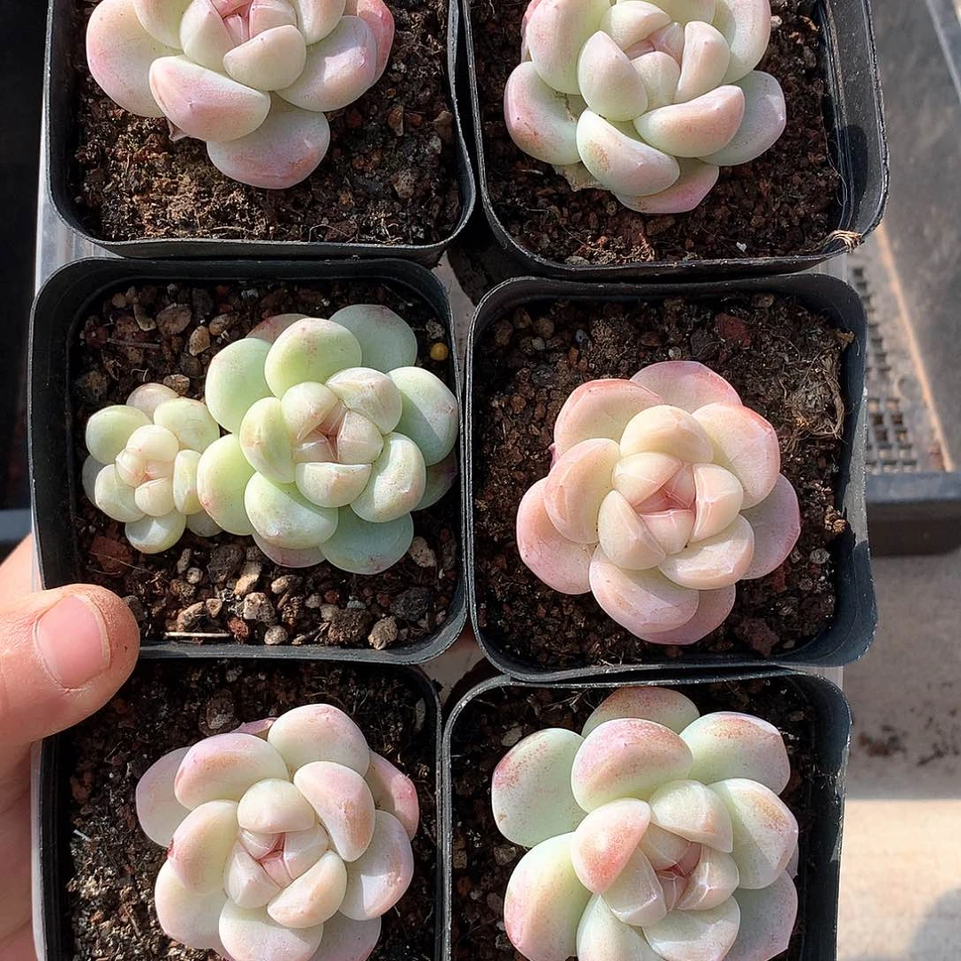6颗冰玉，双头不包整7号