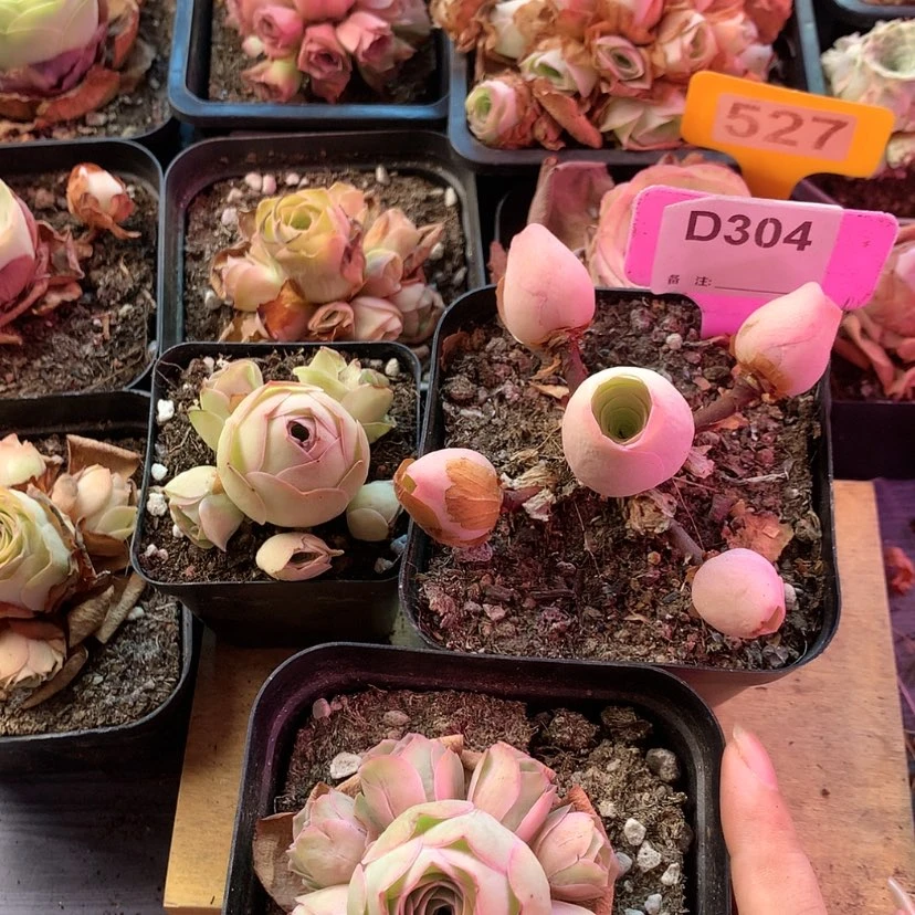 【闪购商品】梦**三颗304