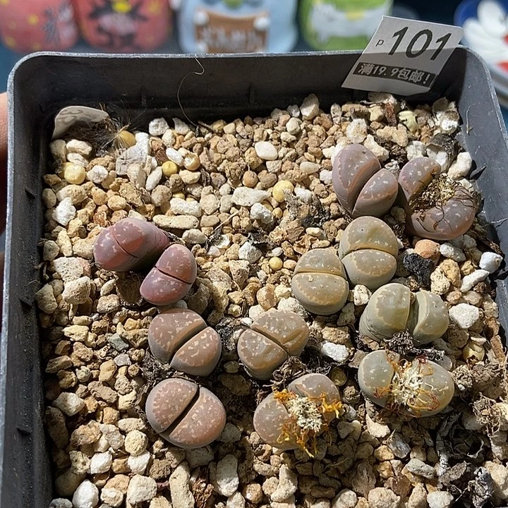 101大舅生石花肉锥