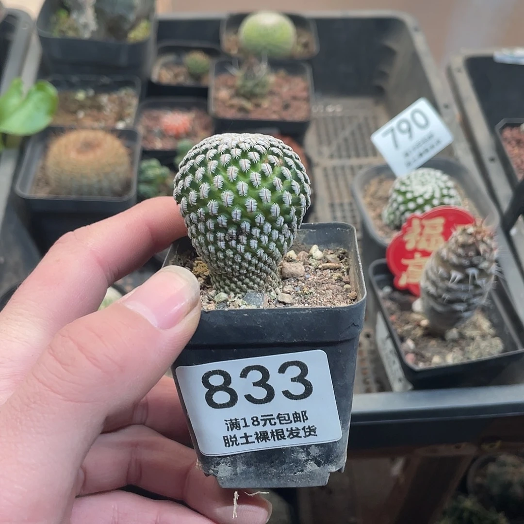 833白蝎子（满18包邮）